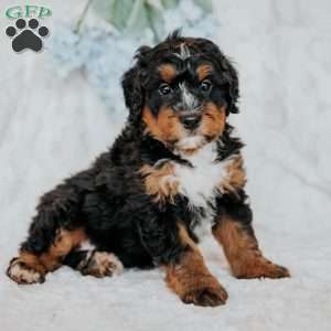 Joby, Bernedoodle Puppy