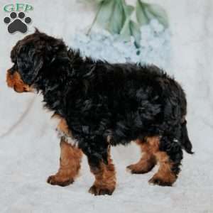 Joby, Bernedoodle Puppy