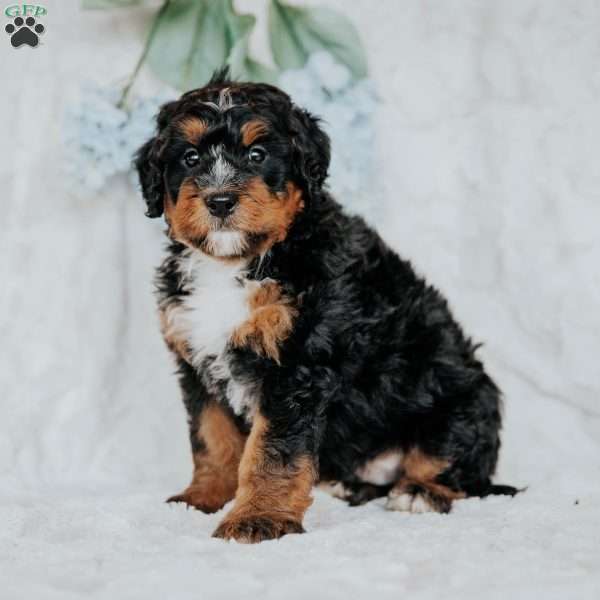 Joby, Bernedoodle Puppy