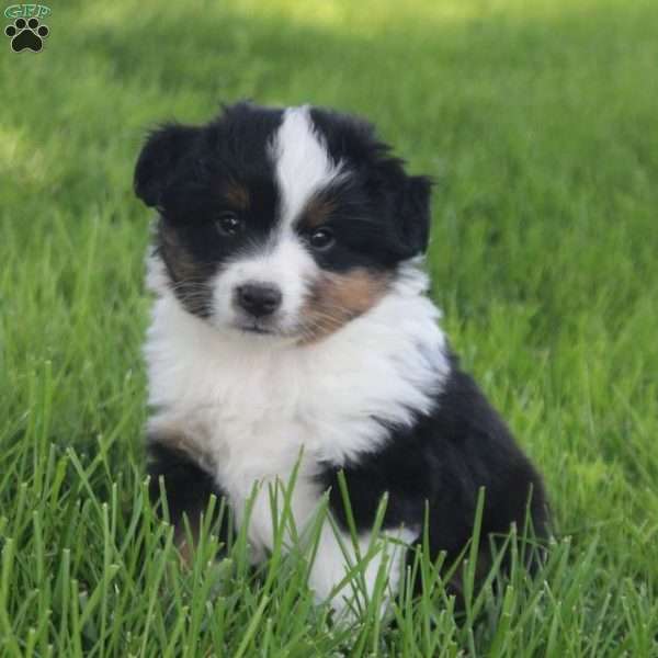 Jasper, Miniature Australian Shepherd Puppy