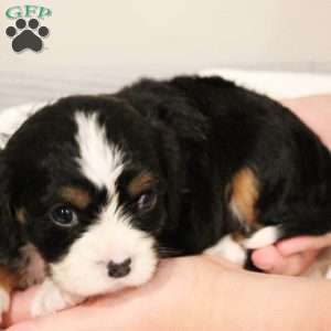 JellyBean, Miniature Bernese Mountain Dog Puppy