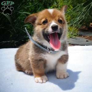 Jewel, Pembroke Welsh Corgi Puppy