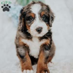 Jimmy, Bernedoodle Puppy