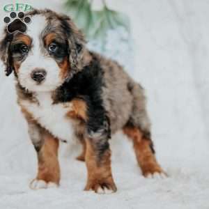 Jimmy, Bernedoodle Puppy
