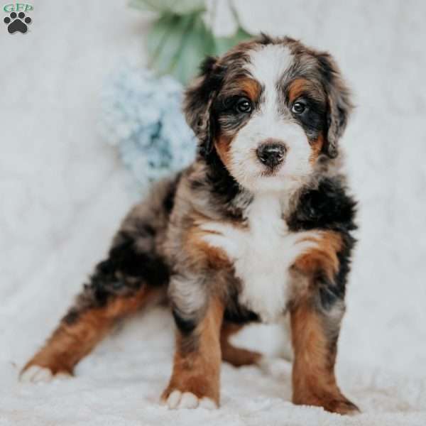 Jimmy, Bernedoodle Puppy