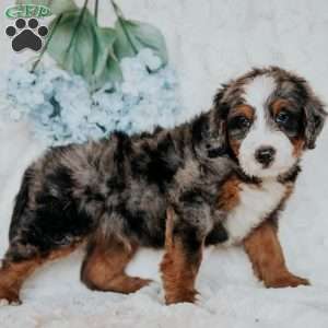 Jimmy, Bernedoodle Puppy