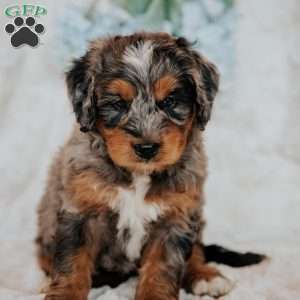 Joby, Bernedoodle Puppy