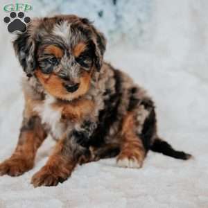 Joby, Bernedoodle Puppy