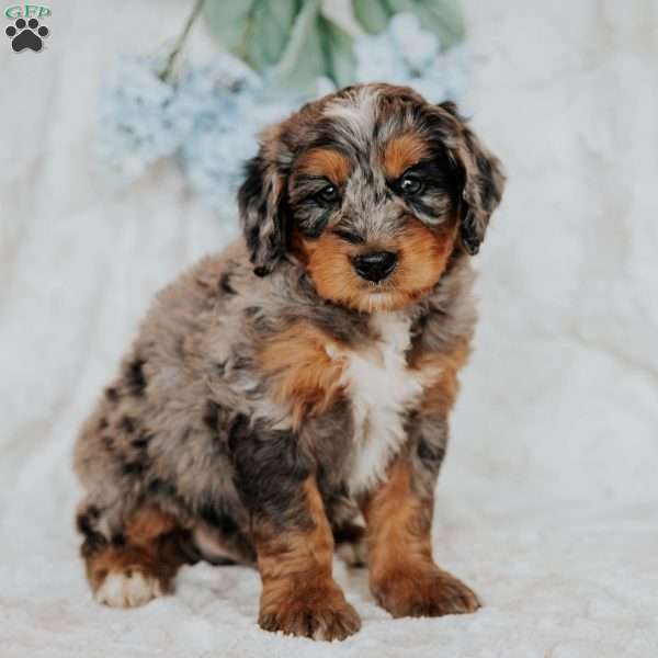 Joby, Bernedoodle Puppy