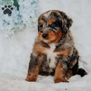 Joby, Bernedoodle Puppy