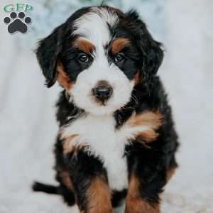 Joel, Bernedoodle Puppy