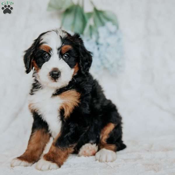 Joel, Bernedoodle Puppy