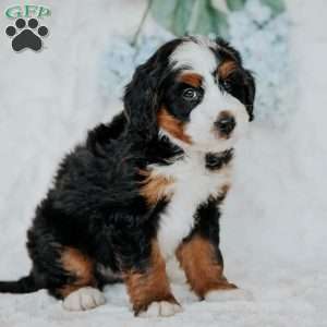 Joel, Bernedoodle Puppy