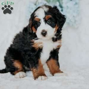 Joel, Bernedoodle Puppy