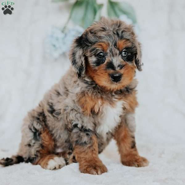 Julie, Bernedoodle Puppy