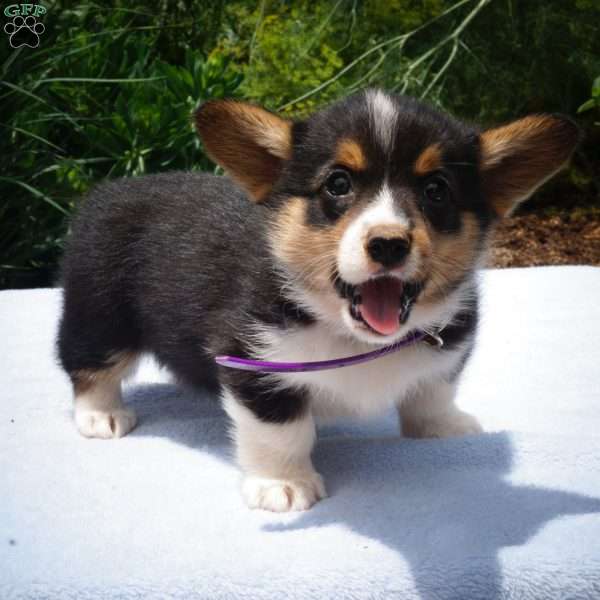 Kayla, Pembroke Welsh Corgi Puppy