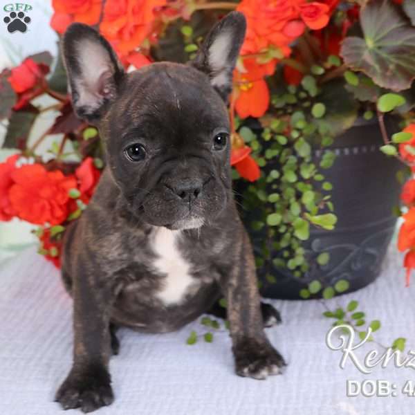 Kenzie, French Bulldog Mix Puppy