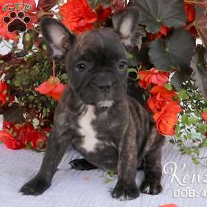 Kenzie, French Bulldog Mix Puppy
