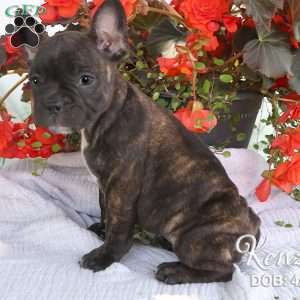 Kenzie, French Bulldog Mix Puppy