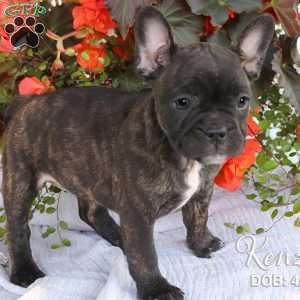 Kenzie, French Bulldog Mix Puppy