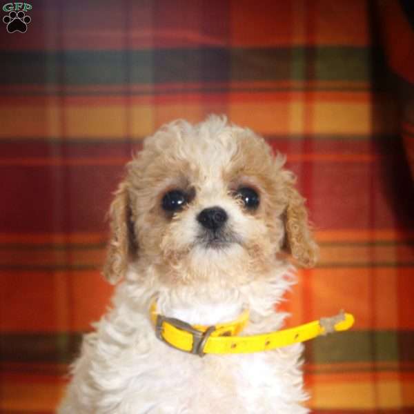 Madison, Forever Puppy