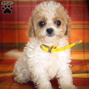 Madison, Forever Puppy