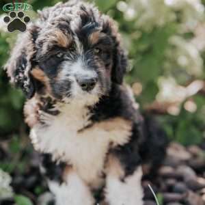 Maggie, Bernedoodle Puppy