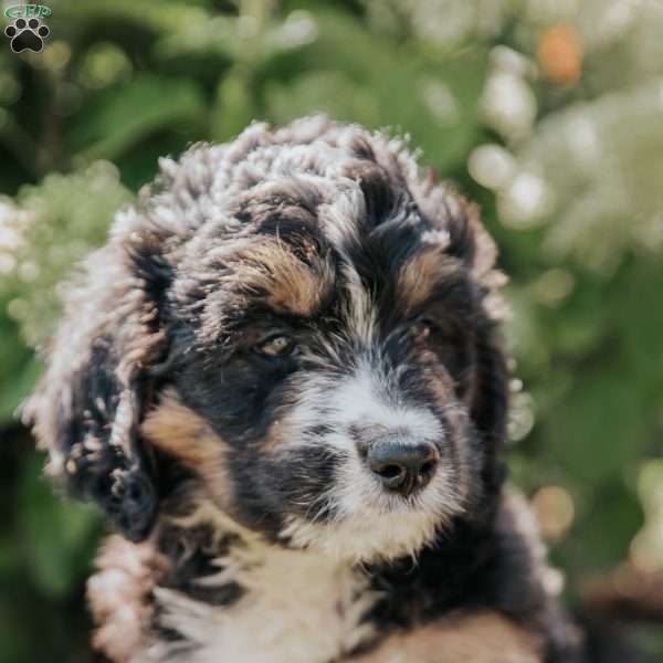 Maggie, Bernedoodle Puppy