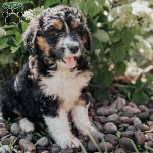 Maggie, Bernedoodle Puppy