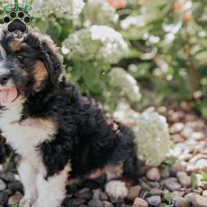 Maggie, Bernedoodle Puppy
