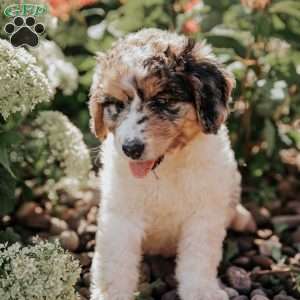Mandy, Bernedoodle Puppy