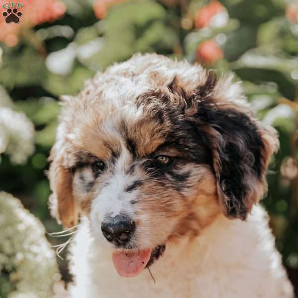Mandy, Bernedoodle Puppy