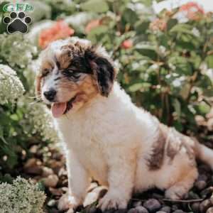Mandy, Bernedoodle Puppy