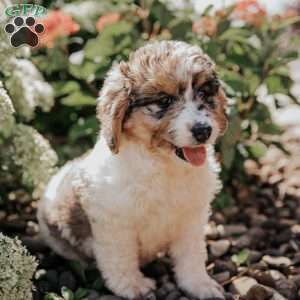 Mandy, Bernedoodle Puppy