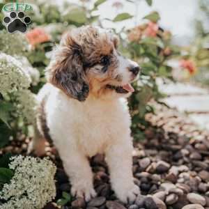 Mandy, Bernedoodle Puppy