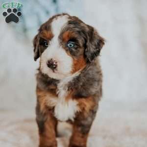 Mark (F1B), Mini Bernedoodle Puppy
