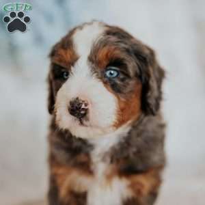 Mark (F1B), Mini Bernedoodle Puppy