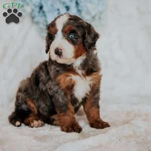 Mark (F1B), Mini Bernedoodle Puppy