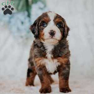 Mark (F1B), Mini Bernedoodle Puppy