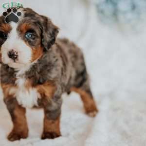 Mark (F1B), Mini Bernedoodle Puppy
