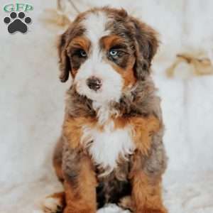 Mark (F1B), Mini Bernedoodle Puppy