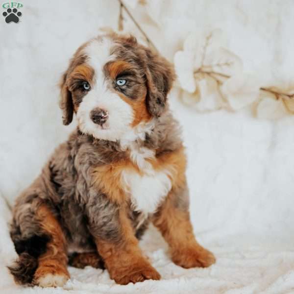 Mark (F1B), Mini Bernedoodle Puppy