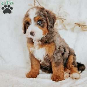 Mark (F1B), Mini Bernedoodle Puppy