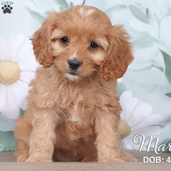 Marlo, Cavapoo Puppy