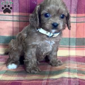 Matthew, Cavapoo Puppy