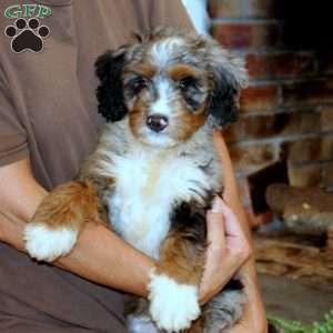 Mickey, Mini Bernedoodle Puppy