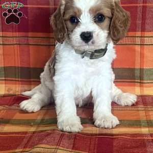 Mitchell, Cavapoo Puppy