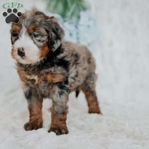 Myles (F1B), Mini Bernedoodle Puppy