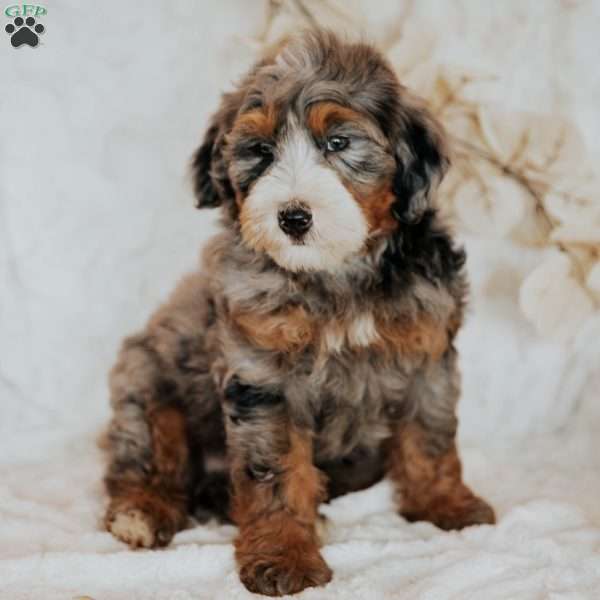 Myles (F1B), Mini Bernedoodle Puppy