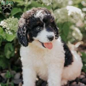 Missie, Bernedoodle Puppy